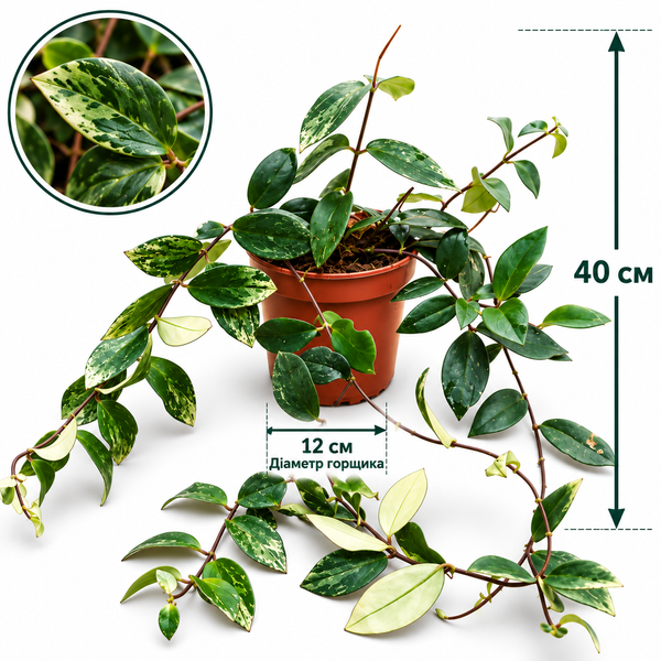 Есхінантус Лобба Варієгатний (Aeschynanthus lobbianus Variegata) д12 3481 фото
