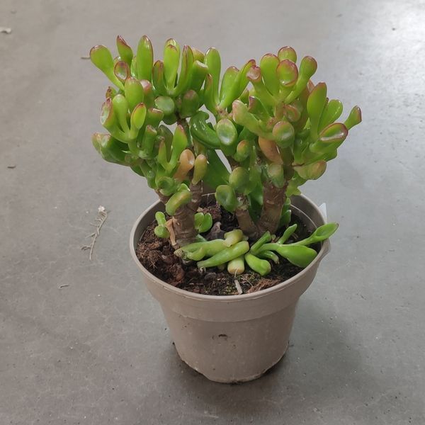 Крассула Хобіт (Crassula ovata &lsquo;Hobbit&rsquo;) д12 1207 фото