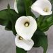 Калла Біла (Zantedeschia) д11 3103 фото 2