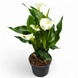 Калла Біла (Zantedeschia) д11 3103 фото 1