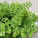 Адіантум радианум 'Фриц-Люти' (Adiantum raddianum 'Fritz-Luthi') 2159 фото 4