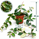 Есхінантус Лобба Варієгатний (Aeschynanthus lobbianus Variegata) д12 3481 фото 2