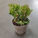 Крассула Хобіт (Crassula ovata &lsquo;Hobbit&rsquo;) д12 1207 фото 2