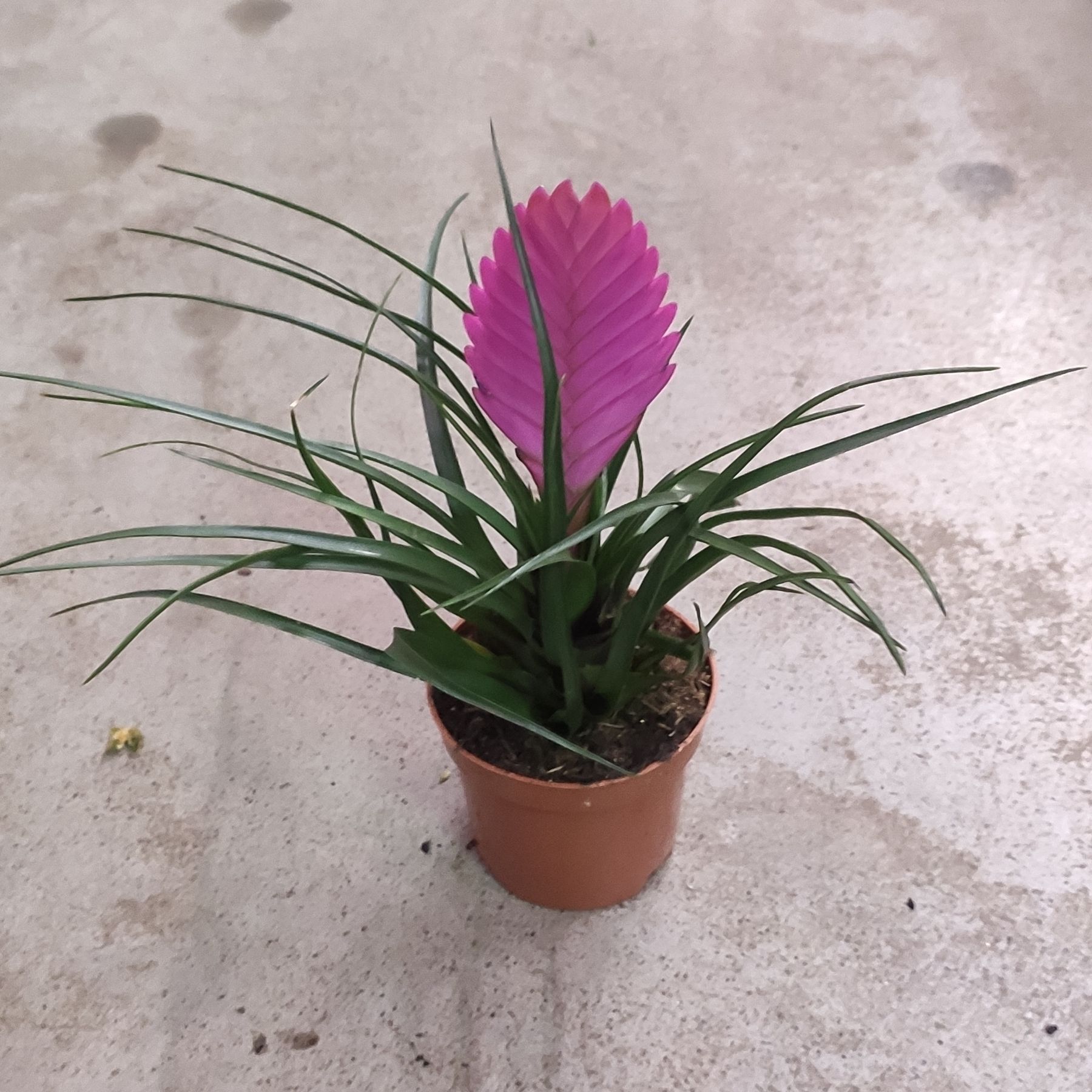 Купити Тіландсія 417 в інтернет магазині Dflora