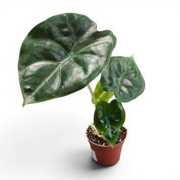 Алоказія Голден Боні (Alocasia &lsquo;Golden Bone&rsquo;) д6 3200 фото