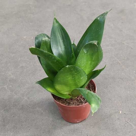 (Sansevieria grandis) -