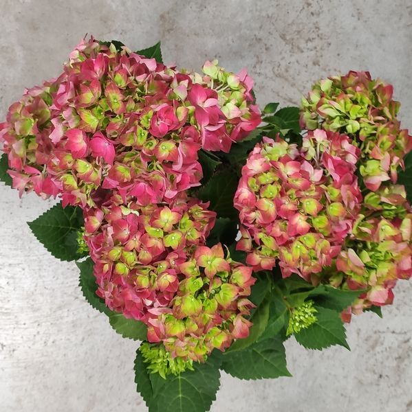 Гортензия Красная(Hydrangea macrophylla) д15 2440 фото