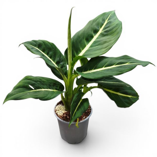 Дифенбахія Стерлінг (Dieffenbachia &lsquo;Sterling&rsquo;) д9 3265 фото