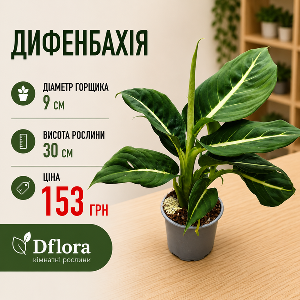Дифенбахія Стерлінг (Dieffenbachia &lsquo;Sterling&rsquo;) д9 3265 фото