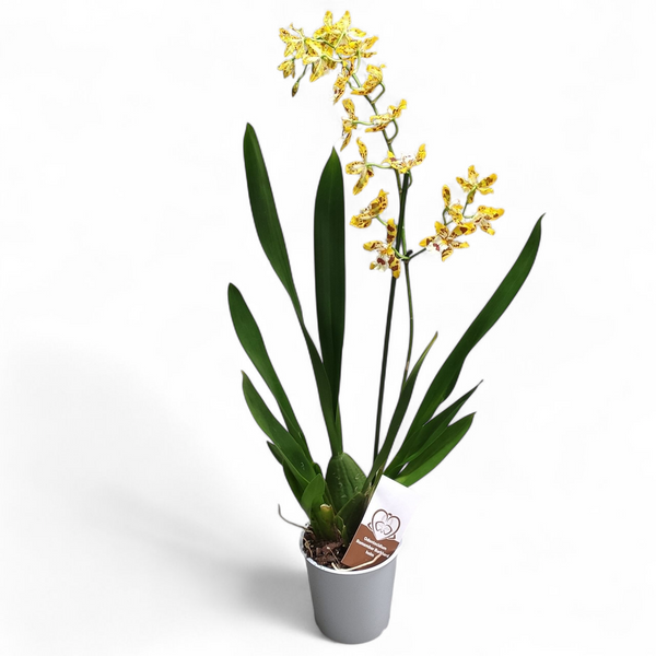 Орхідея Камбрія (Cymbidium) 2400 фото