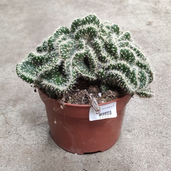 Опунція крістата гребінчаста (Opuntia cylindrica cristata)  2158 фото