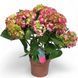 Гортензия Красная(Hydrangea macrophylla) д15 2440 фото 1
