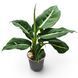 Дифенбахія Стерлінг (Dieffenbachia &lsquo;Sterling&rsquo;) д9 3265 фото 1