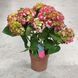 Гортензия Красная(Hydrangea macrophylla) д15 2440 фото 4