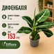 Дифенбахія Стерлінг (Dieffenbachia &lsquo;Sterling&rsquo;) д9 3265 фото 2