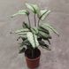 291 фото 1
