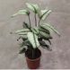 291 фото 2