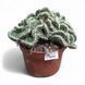 Опунція крістата гребінчаста (Opuntia cylindrica cristata)  2158 фото 1