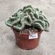 Опунція крістата гребінчаста (Opuntia cylindrica cristata)  2158 фото 2