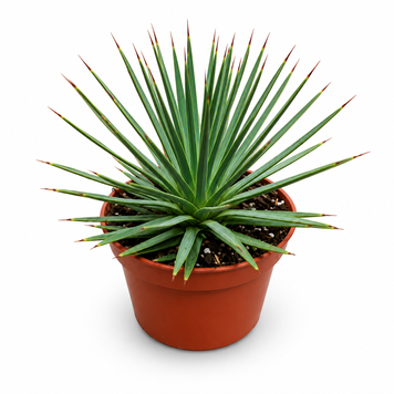 Агава Нана (Agave 'Nana') д12 3318 фото