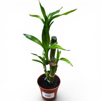 Драцена Брауні Лакі Бамбук (Dracaena braunii &lsquo;Lucky Bamboo&rsquo;) д6 3156 фото