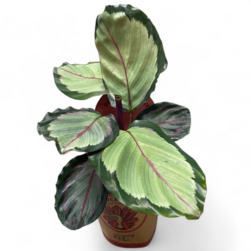 Калатея Корона (Calathea Corona) д11 3010 фото