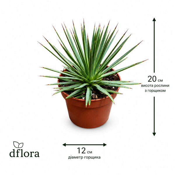 Агава Нана (Agave 'Nana') д12 3318 фото