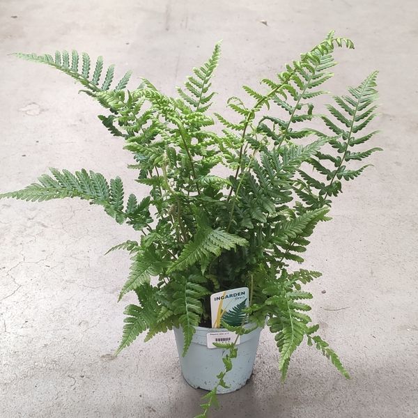 Дріоптеріс Афініс (Dryopteris affinis)&nbsp; 2550 фото