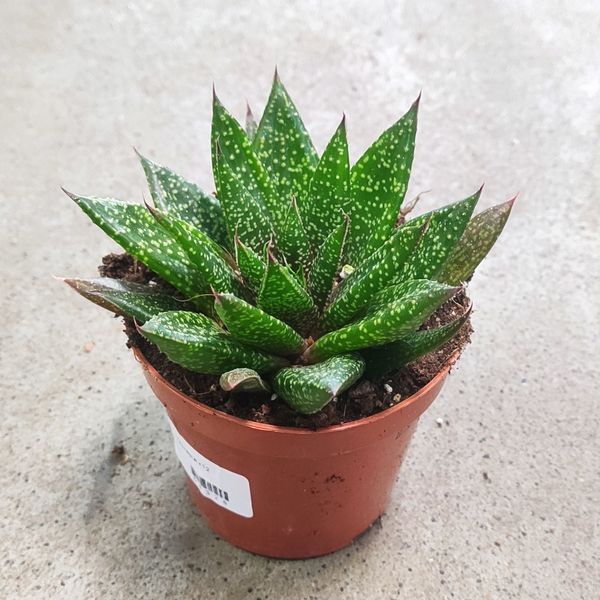 Гастериа Флов (Gasteria flow)  2269 фото
