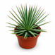 Агава Нана (Agave 'Nana') д12 3318 фото 1