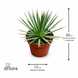 Агава Нана (Agave 'Nana') д12 3318 фото 2