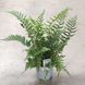 Дріоптеріс Афініс (Dryopteris affinis)&nbsp; 2550 фото 2