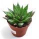 Гастериа Флов (Gasteria flow)  2269 фото 1