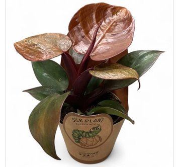 Філодендрон Чері Ред (Philodendron Cherry Red) д9 3011 фото