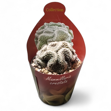 Опунция кристата гребенчатая (Opuntia cylindrica cristata) д6 3060 фото