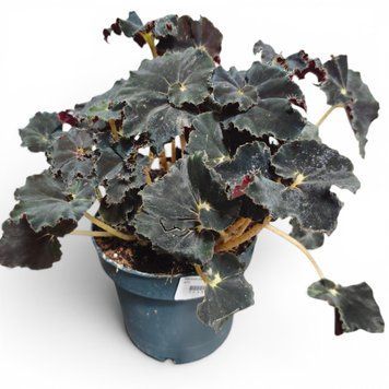 Бегония Дарк Мамбо (Begonia &lsquo;Dark Mambo&rsquo;) д12 3202 фото