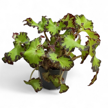 Бегония Джайв (Begonia Jive) д6 2906 фото