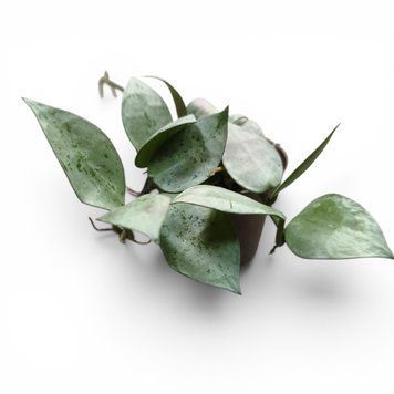 Хойя Арктік (Hoya 'Arctic') д6 3267 фото