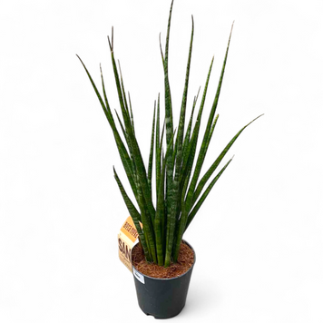 Сансевиерия Дижитариум (Sansevieria Digitorum) д12 2958 фото