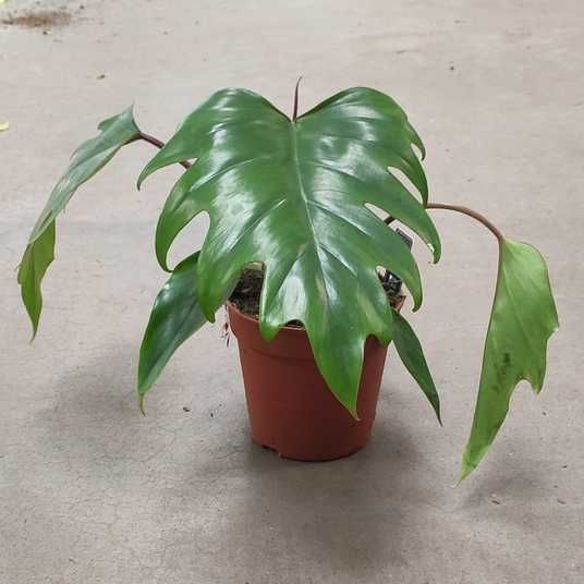 Купить Филодендрон Майо (Philodendron mayoi) - Экзотическое