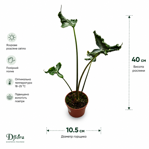 Алоказія Телетубіс (Alocasia &lsquo;Teletubbies&rsquo;) д10.5 3430 фото