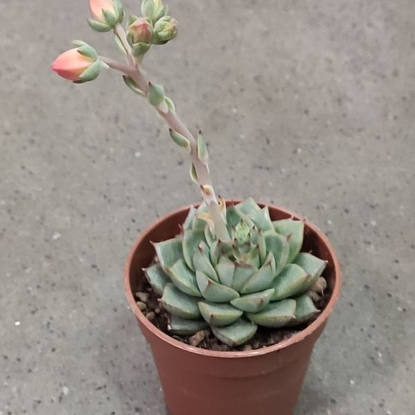 Ехеверія &laquo;Геркулес&raquo; (Echeveria 'Hercules')  2064 фото