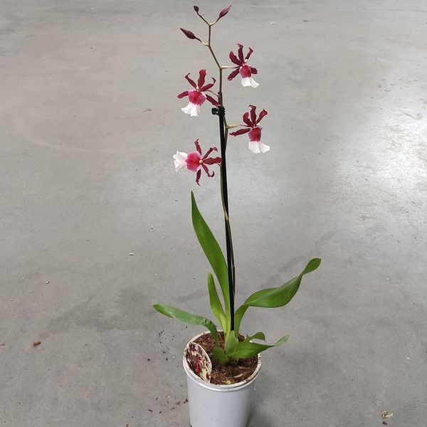 Орхідея Камбрія (Cymbidium)  2330 фото