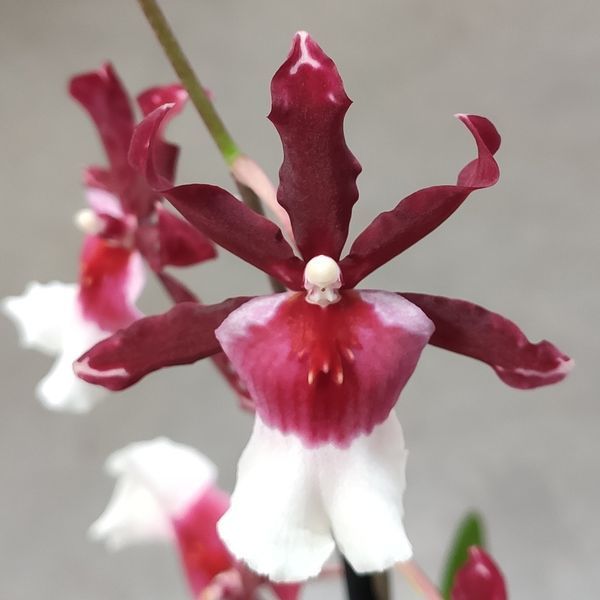 Орхідея Камбрія (Cymbidium)  2330 фото
