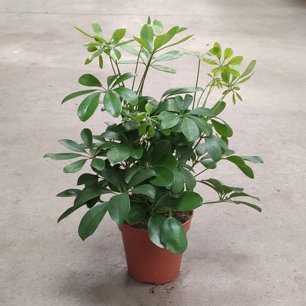 Шефлера Нора (Schefflera Nora) д13 814 фото