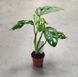Монстера Манкі (Monstera Monkey Mask) д7 823 фото 2