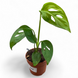 Монстера Манкі (Monstera Monkey Mask) д7 823 фото 1
