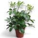 Шефлера Нора (Schefflera Nora) д13 814 фото 1