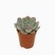 Ехеверія &laquo;Геркулес&raquo; (Echeveria 'Hercules')  2064 фото 1