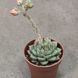 Ехеверія &laquo;Геркулес&raquo; (Echeveria 'Hercules')  2064 фото 2